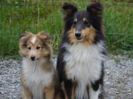 La cagna è in sovrappeso? a rischio la salute dei neonati cagna in sovrappeso