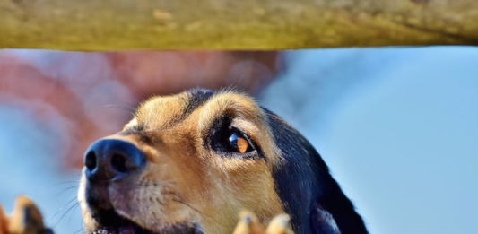 Come comportarsi con il cane che abbaia? I metodi da seguire cane che abbaia
