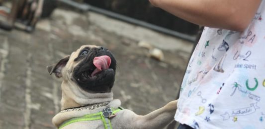 cane salta addosso