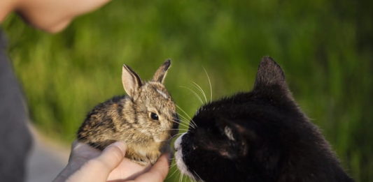 convivenza tra animali