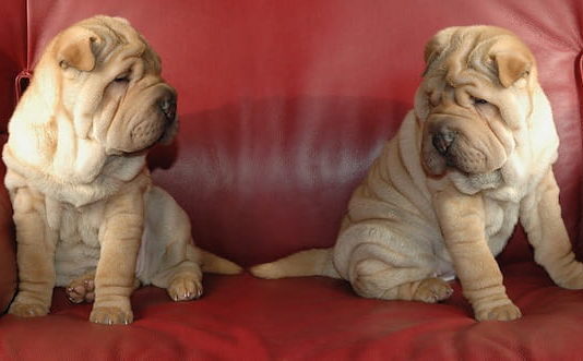 Il Natale e un cucciolo in arrivo: quali consigli seguire? cucciolo a natale