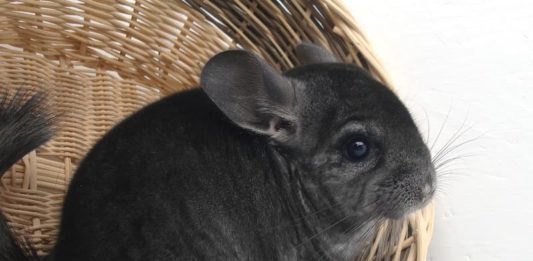 La riproduzione e la gestazione del cincillà gestazione del cincillà