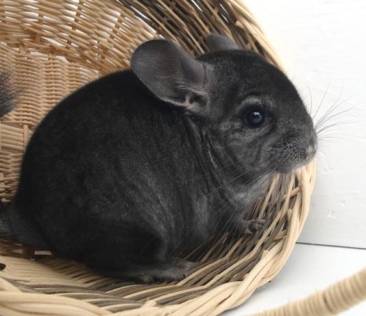 gestazione del cincillà