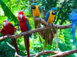 Come imparare a costruire dei giochi utili per i pappagalli? giochi utili