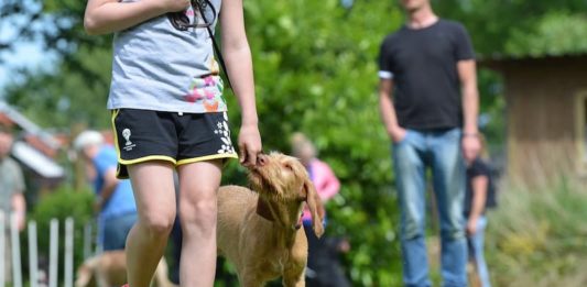 Interventi assistiti con gli animali: una pratica terapeutica di supporto? interventi assistiti con gli animali