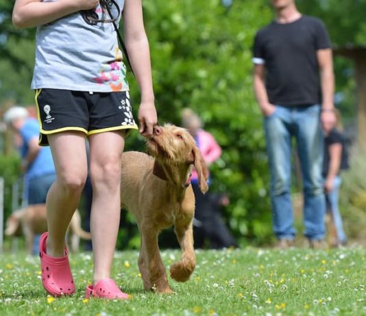 interventi assistiti con gli animali