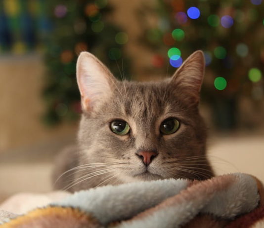 Natale e animali: gli acquisti degli animali esotici (e non) come regalo natale e animali