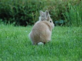 Quanti denti ha un coniglio? quanti denti ha un coniglio