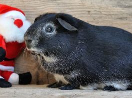 regalo per un pet