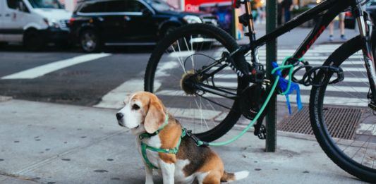 La responsabilità di chi detiene un animale in caso di danni: qual è? responsabilità di chi detiene un animale