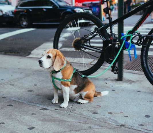 La responsabilità di chi detiene un animale in caso di danni: qual è? responsabilità di chi detiene un animale