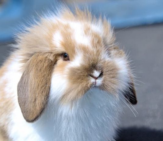 stasi gastrointestinale