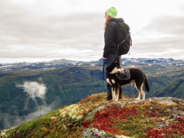 Viaggiare in inverno con il proprio pet: cinque consigli da seguire! viaggiare in inverno