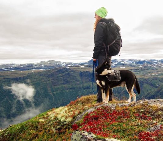 Viaggiare in inverno con il proprio pet: cinque consigli da seguire! viaggiare in inverno