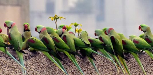 vita di un pappagallo