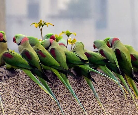 vita di un pappagallo