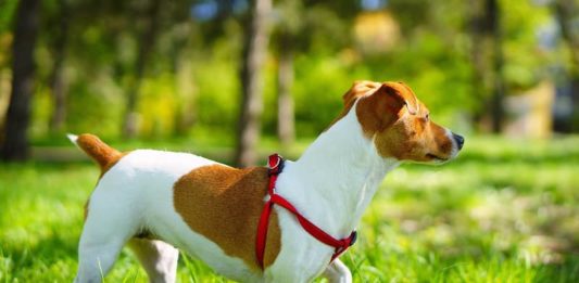 aggressività del cane