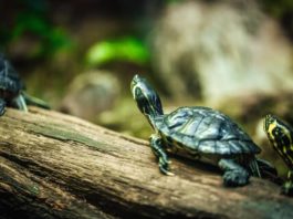 allestire un paludario