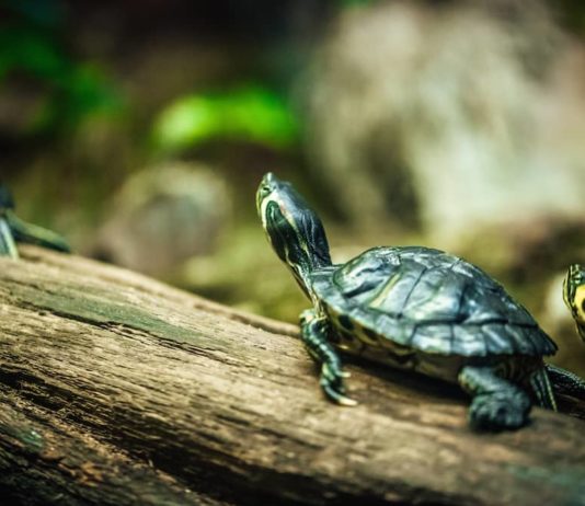 allestire un paludario