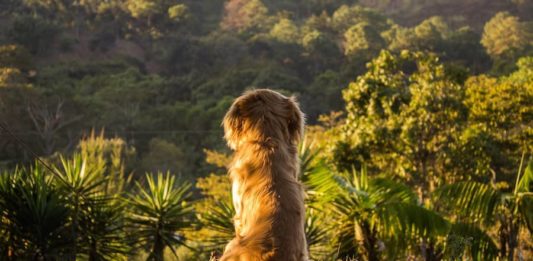 animale da compagnia