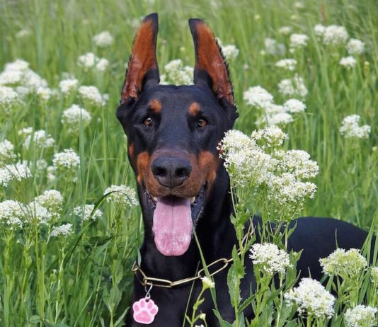 Alimentazione e salute dell’apparato gastrointestinale nel cane apparato gastrointestinale nel cane