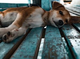 Consumo di carne di cane: quali sono i Paesi dove avviene? carne di cane