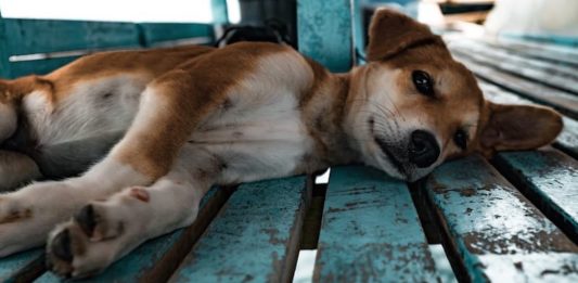 carne di cane