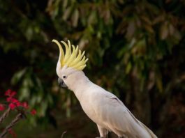 causa di deplumazione