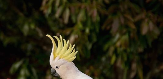 Le malattie infettive causa di deplumazione: quali sono? causa di deplumazione