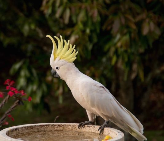 Le malattie infettive causa di deplumazione: quali sono? causa di deplumazione