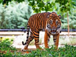 La Direttiva Zoo per proteggere la biodiversità è parte degli impegni dell’UE direttiva zoo