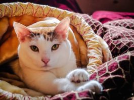 Come fanno i gatti a fare le fusa? fusa