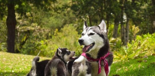 gravidanza isterica cagna
