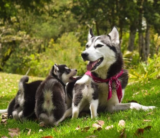gravidanza isterica cagna