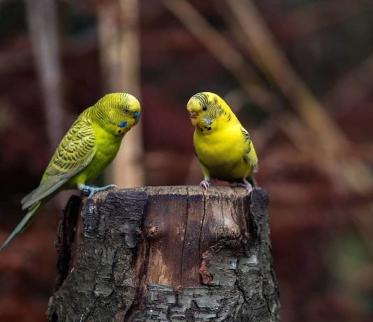 La deplumazione e le cause comportamentali la deplumazione