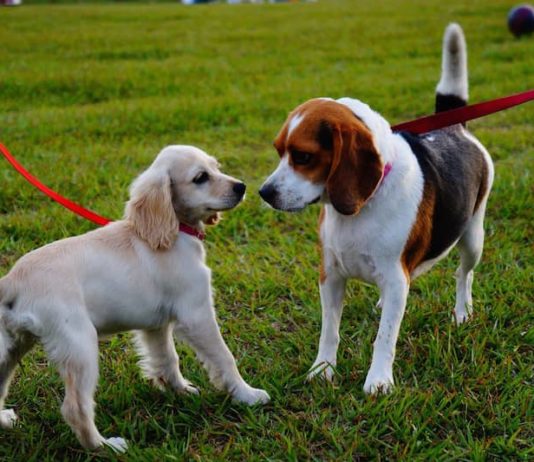 Paesi Bassi: il passaporto per cani sarà obbligatorio passaporto per cani