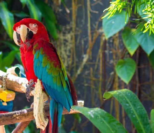 Quali sono i criteri per scegliere un volatile da adottare? scegliere un volatile