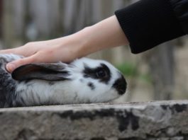 sterilizzare il coniglio