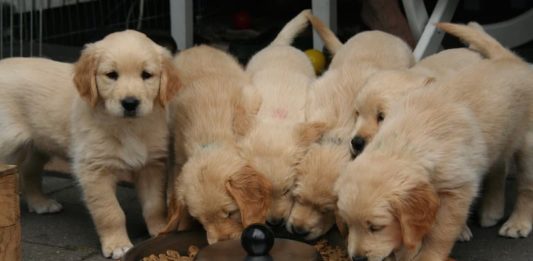 latina traffico illegale di cuccioli