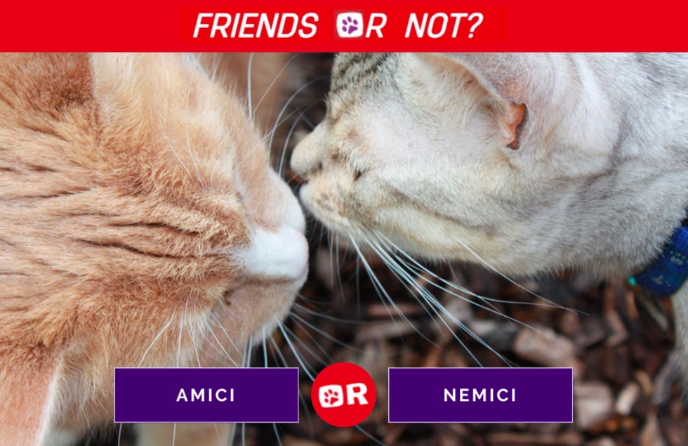 Feliway_Friends or Not_2