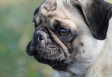 I cani riconoscono l'odore della paura