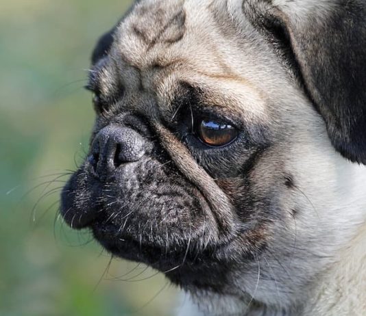 I cani riconoscono l'odore della paura