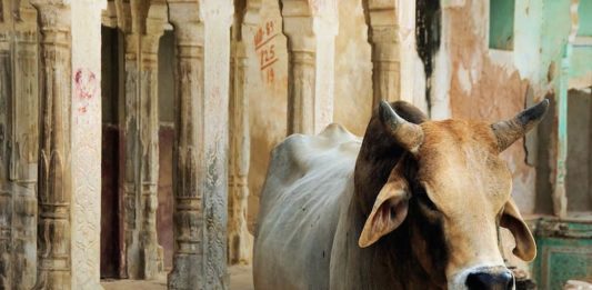 Il ruolo degli animali nell’antica civiltà dell’India India