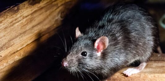 Ornithonyssus bacoti: l’acaro tropicale del ratto acaro del ratto