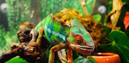 camaleonte e bruciature