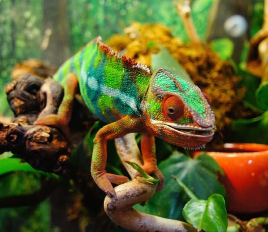 camaleonte e bruciature