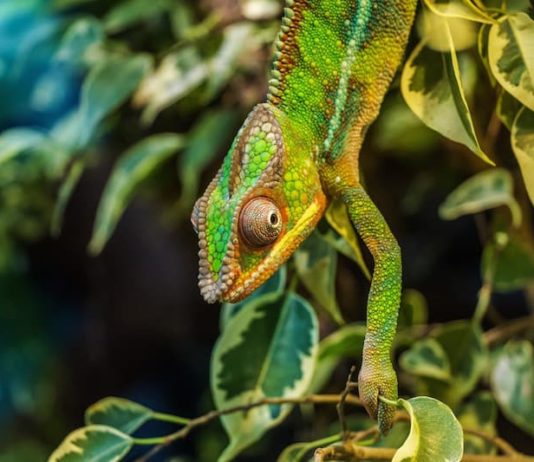 I camaleonti possono avere problemi alle ossa? Le cause principali camaleonti