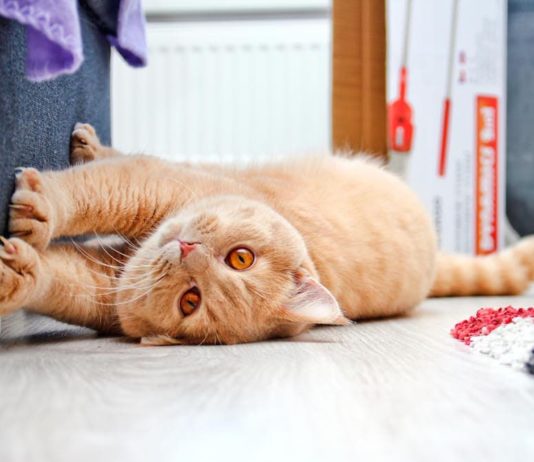 Difesa del territorio e marcatura nel gatto: cosa sono? difesa del territorio del gatto