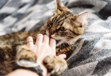 gatto aggressivo