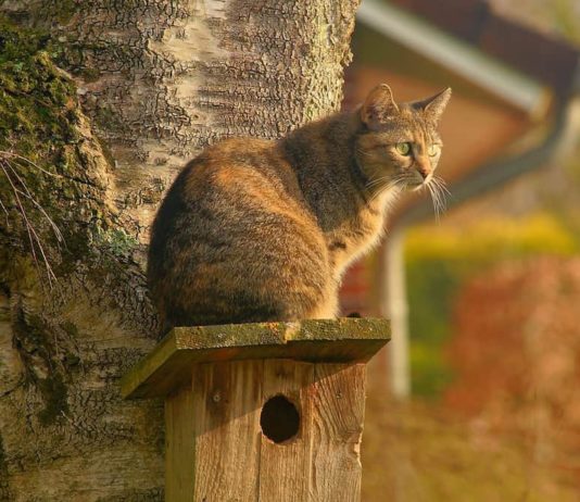Gli aspetti cognitivi del gatto domestico: quali sono? gatto domestico